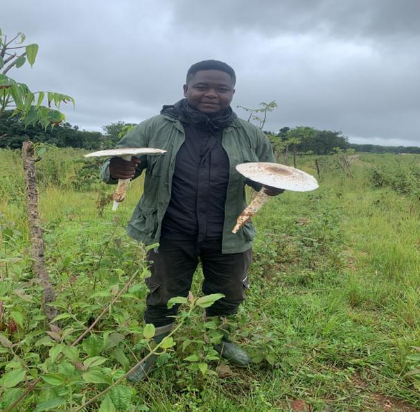 Photograph of macrofungi (Termitomyces Sp.) in grazing area of Baledjam, Adamawa-Region. ©Mouanfon Njiaghait Zouberou.